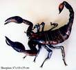 scorpion
